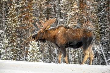 Moose (Alces alces) in Jasper National Park, Alberta, Canada