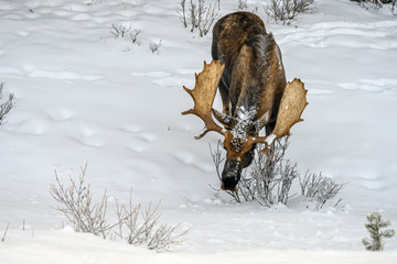 Moose (Alces alces) in Jasper National Park, Alberta, Canada