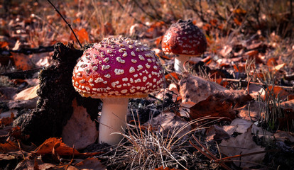Red poisonous mushroom, amanita muscaria, fly agaric, toadstool