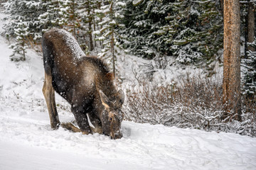 Young moose, a calf (Alces alces) went down on the knees in snow, in a winter forest in Jasper National Park, Alberta, Canada