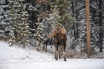 Moose (Alces alces) in Jasper National Park, Alberta, Canada
