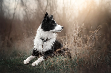 border collie dog beautiful portrait magic light - obrazy, fototapety, plakaty
