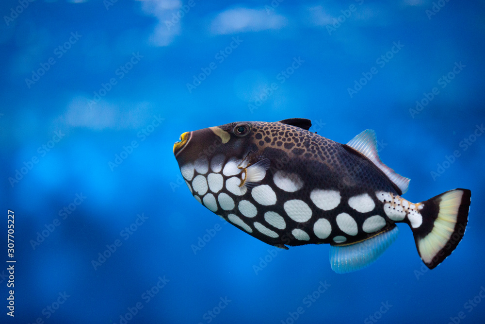 Wall mural Tropical fish Balistoides conspilum, in an aquarium