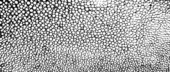 Rough black and white texture vector. Distressed overlay texture. Grunge background. Abstract textured effect. Vector Illustration. Black isolated on white background. EPS10.