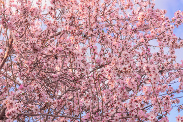 Almond tree with pink blossoms on the background of blue spring sky in Israel. Landscape. Interior photo