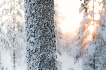 Frozen tree trunk in winter snowy forest on sunset