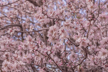 Obraz premium Almond tree with pink blossoms. Interior photo