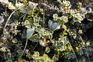 Raureif auf kleinen Blättern und Ästchen im Garten