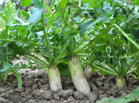 Daikon radish grows in organic open ground