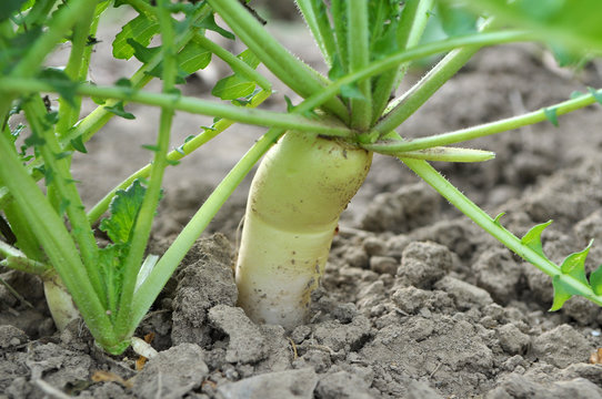 Daikon radish grows in organic open ground
