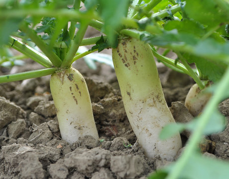 Daikon radish grows in organic open ground