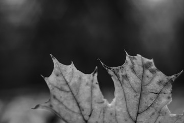 autumn leaf with blurry bokeh background