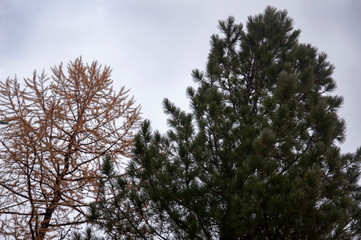 Larch tree with small brown leaves in the fall forest. Autumn background with dark sky. Nature landscape