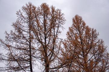 Larch tree with small brown leaves in the fall forest. Autumn background with dark sky. Nature landscape