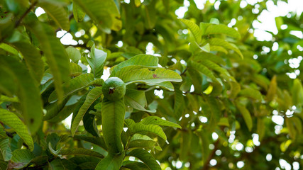 Guava on The Tree