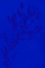 Fototapeta na wymiar Plant background. Classic blue - trend color of 2020