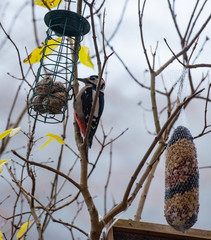Buntspecht bei der Nahrungsaufnahme an einem Meisenknödelhalter