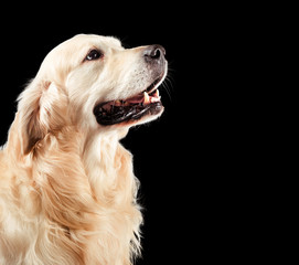 Dog golden retriever isolated on black