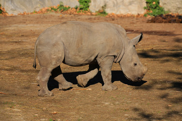 Obraz premium Breitmaulnashorn (Ceratotherium simum) Jungtier