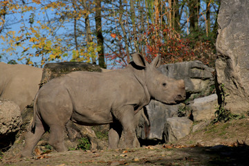 Fototapeta premium Breitmaulnashorn (Ceratotherium simum) Jungtier