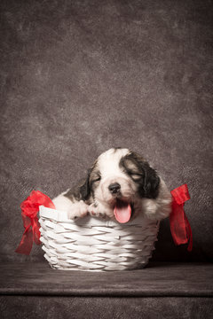 cute puppy in basket