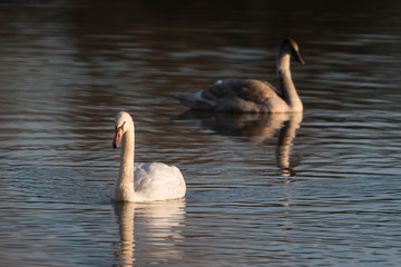 Adult swan and cub on the water surface of the lake.