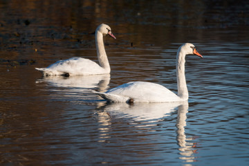 Fototapeta premium Adult swan and cub on the water surface of the lake.