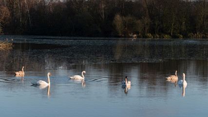 Adult swan and cub on the water surface of the lake.