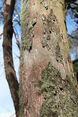 Obraz premium tree in the blue mountains (australia)