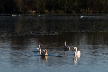 Adult swan and cub on the water surface of the lake.