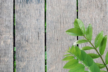 Green leaves on the old wooden floor background