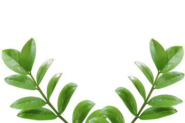 Green leaf, isolated  white background