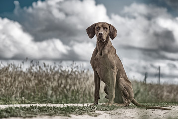 Portrait of a hunting gundog dog in the meadow. Processed in retro style.