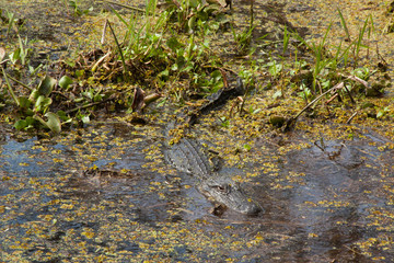 Alligator in the swamp