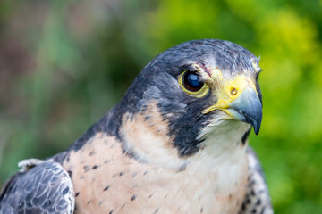 Close-up portrait of beautiful Common Kestrel, Latin Falco Tinnunculus, posing outside, blurred...
