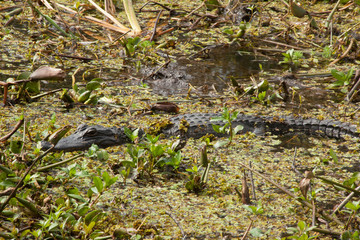 Naklejka na ściany i meble Alligator in the swamp