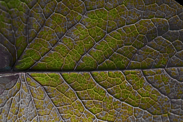 texture of green leaf, sweden, stockholm europe, nacka