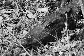 Naklejka premium Alligator in the swamp in black and white