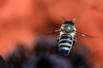 bee and flower, sweden, stockholm europe, nacka