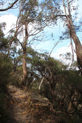 trees in the blue mountains (australia)