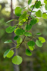 Aspen branch with green leaves