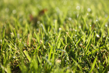 Background of a green grass. Green grass texture