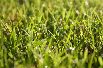 Background of a green grass. Green grass texture