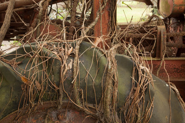 Old Tractor tire overrun with vines