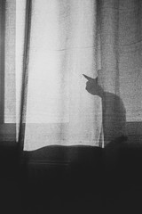 shadow of cat
