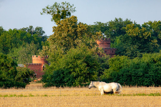 Pferde im Feld vor Burg