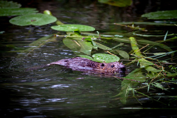 Biber schwimmt im Wasser