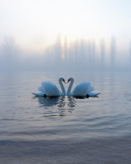 Swan Symmetry
