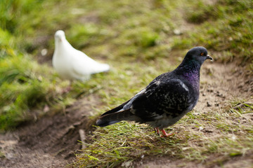 pigeon in park