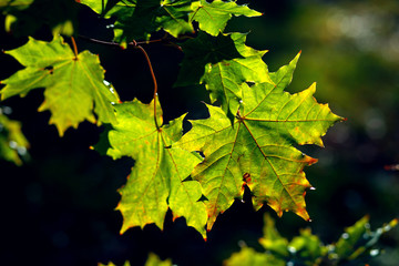 Maple leaves in the sunbeam